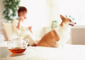かわいい子犬の豆柴を販売中です